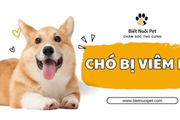 Chó bị viêm da: Dấu hiệu, nguyên nhân và cách khắc phục