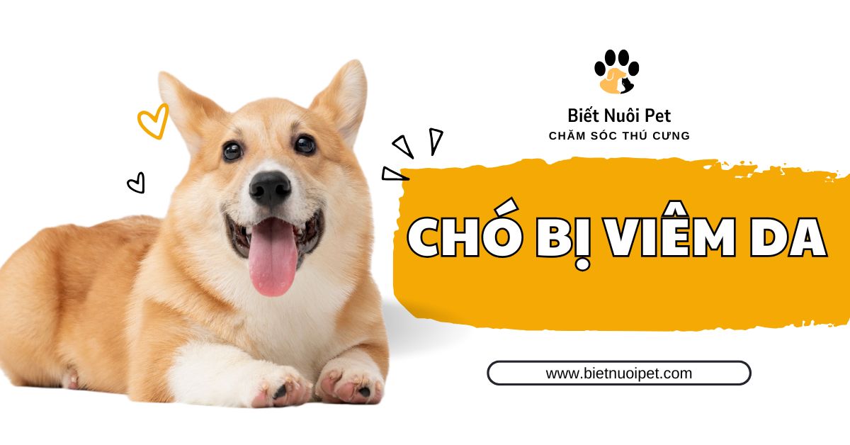 Chó bị viêm da: Dấu hiệu, nguyên nhân và cách khắc phục