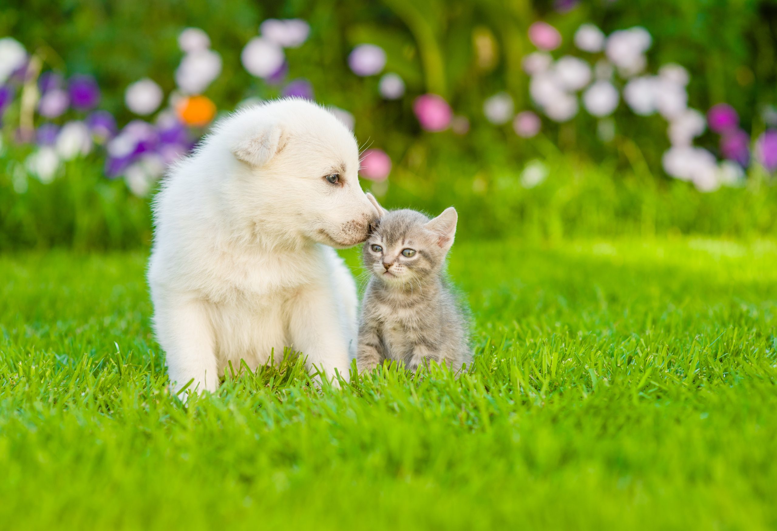 Trang liên hệ của Biết Nuôi Pet