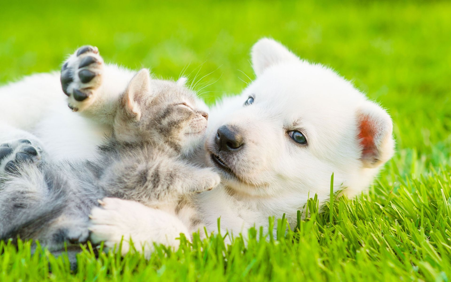 Trang liên hệ Biết Nuôi Pet