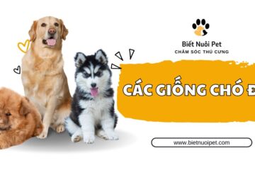 Các giống chó đẹp nhất trên thế giới, dễ nuôi tại Việt Nam