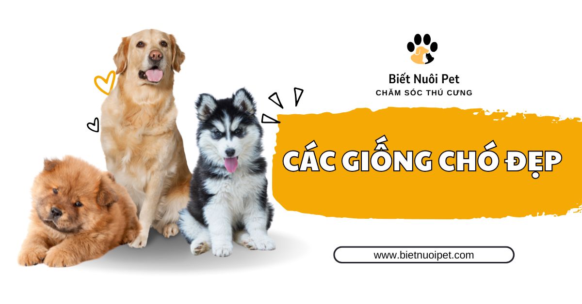 Các giống chó đẹp nhất trên thế giới, dễ nuôi tại Việt Nam