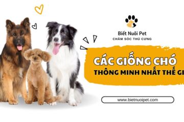 Tổng hợp 10 giống chó thông minh nhất thế giới