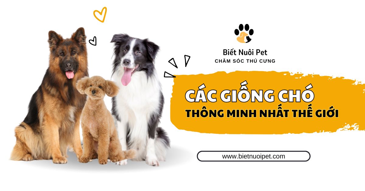 Tổng hợp 10 giống chó thông minh nhất thế giới
