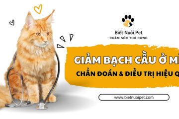 Giảm bạch cầu ở mèo