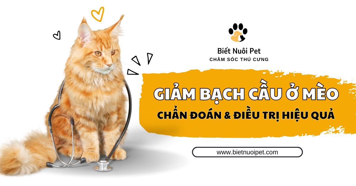 Giảm bạch cầu ở mèo