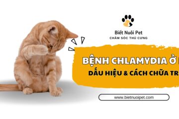 Cách nhận biết, chẩn đoán và điều trị dứt điểm bệnh chlamydia ở mèo
