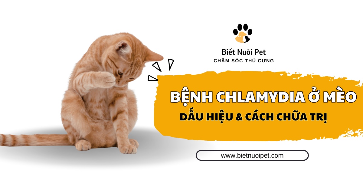 Cách nhận biết, chẩn đoán và điều trị dứt điểm bệnh chlamydia ở mèo