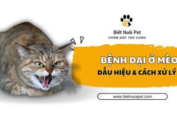 Nhận biết dấu hiệu bệnh dại ở mèo và cách xử lý an toàn