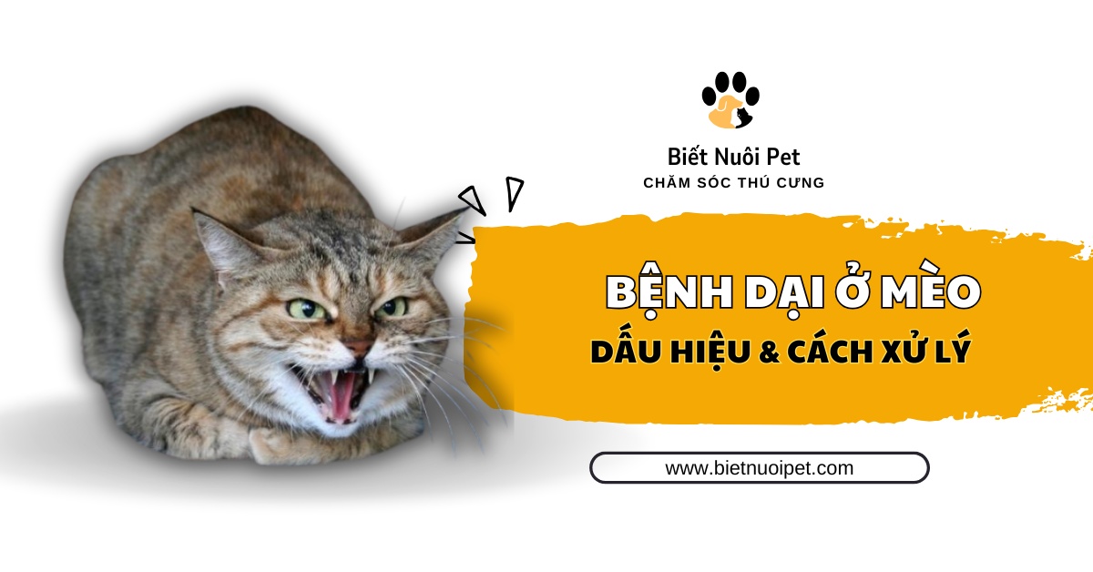 Nhận biết dấu hiệu bệnh dại ở mèo và cách xử lý an toàn
