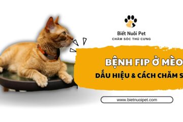 Bệnh fip ở mèo là gì? Dấu hiệu và cách phòng trị hiệu quả