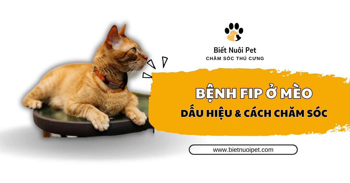 Bệnh fip ở mèo là gì? Dấu hiệu và cách phòng trị hiệu quả