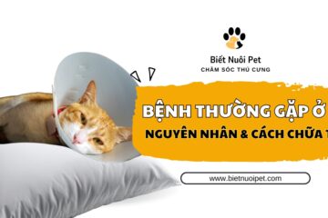 Các bệnh thường gặp ở mèo: Dấu hiệu và cách chữa trị kịp thời