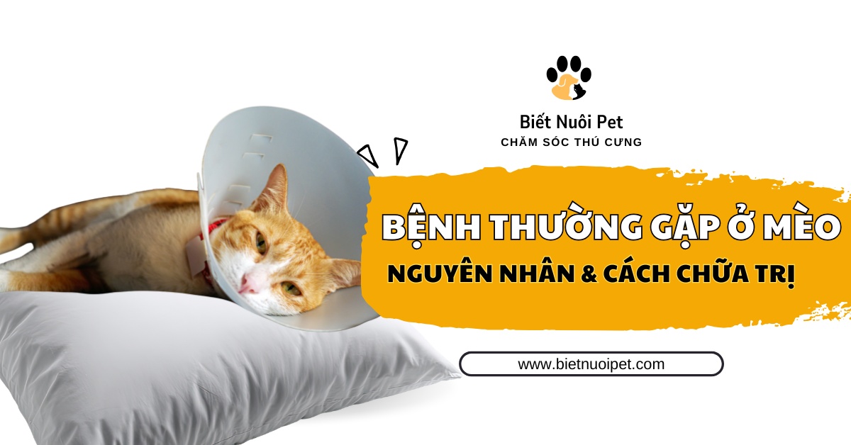 Các bệnh thường gặp ở mèo: Dấu hiệu và cách chữa trị kịp thời