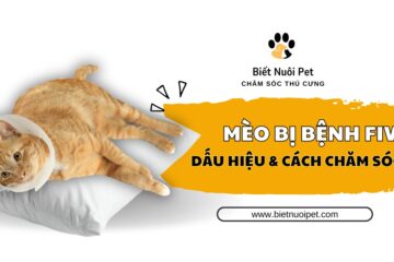 Bệnh suy giảm miễn dịch mèo (FIV): Nguyên nhân và cách chăm sóc