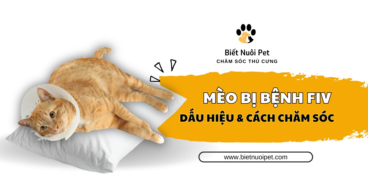 Bệnh suy giảm miễn dịch mèo (FIV): Nguyên nhân và cách chăm sóc