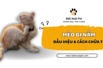 Mèo bị nấm: Nhận biết dấu hiệu và cách điều trị dứt điểm 