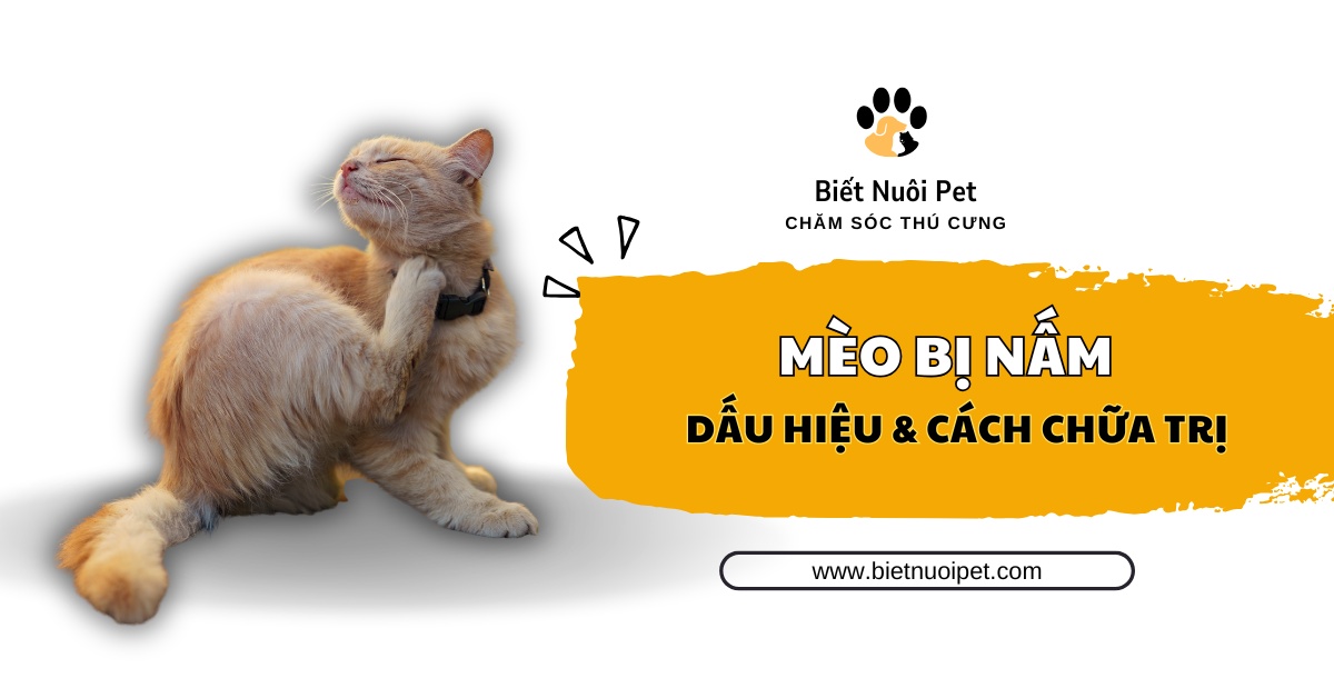 Mèo bị nấm: Nhận biết dấu hiệu và cách điều trị dứt điểm 