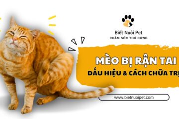 Hướng dẫn toàn tập: Cách nhận biết, điều trị và phòng ngừa tình trạng mèo bị rận tai