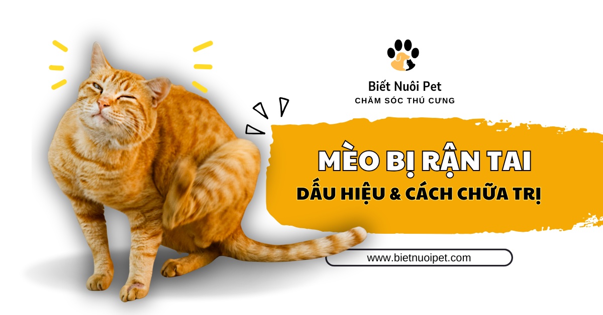 Hướng dẫn toàn tập: Cách nhận biết, điều trị và phòng ngừa tình trạng mèo bị rận tai