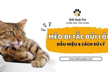 Mèo bị tắc búi lông: Dấu hiệu nhận biết và cách xử lý