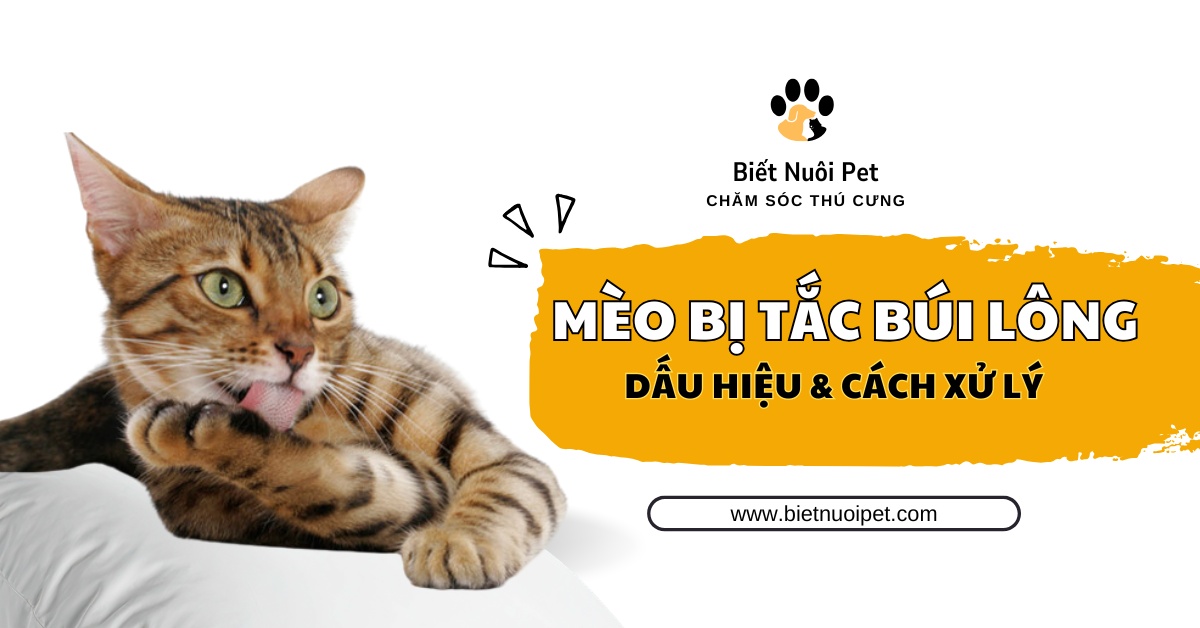 Mèo bị tắc búi lông: Dấu hiệu nhận biết và cách xử lý