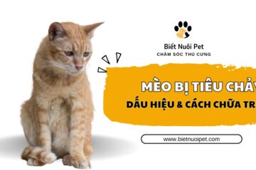 Mèo bị tiêu chảy: Nhận biết nguyên nhân và cách chữa trị dứt điểm