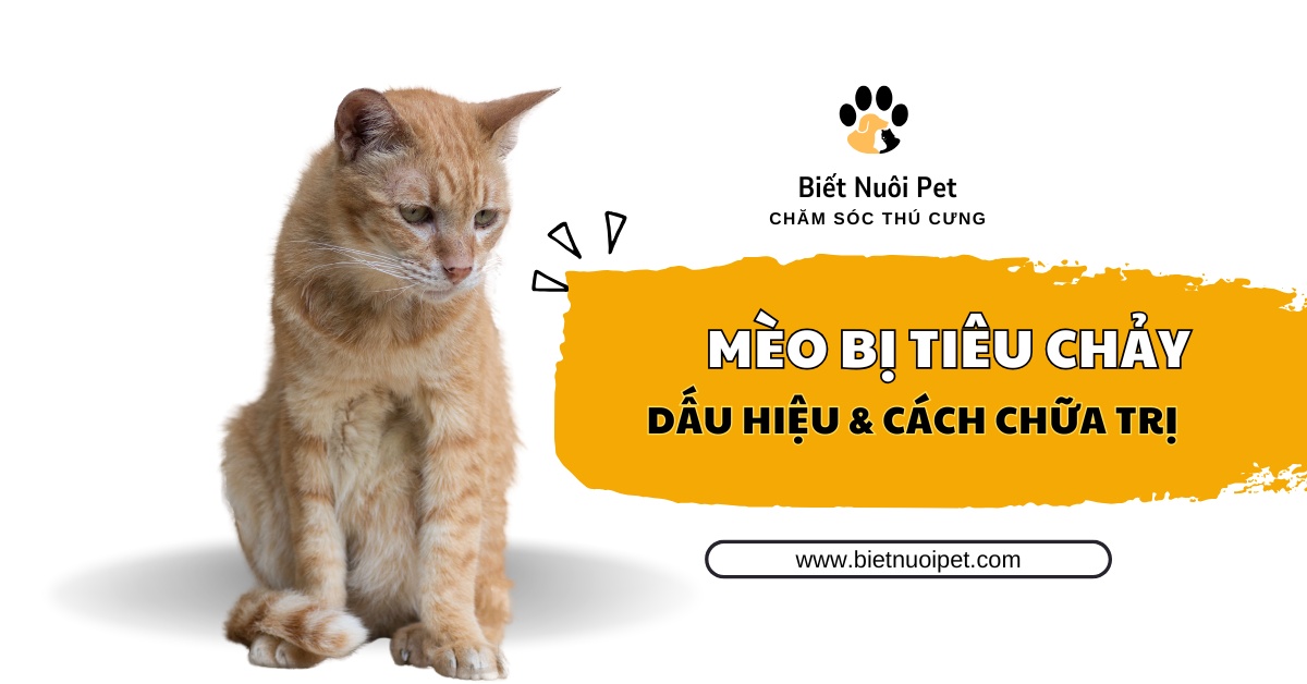 Mèo bị tiêu chảy: Nhận biết nguyên nhân và cách chữa trị dứt điểm