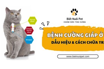 Bệnh cường giáp ở mèo: Nguyên nhân, triệu chứng và cách điều trị 