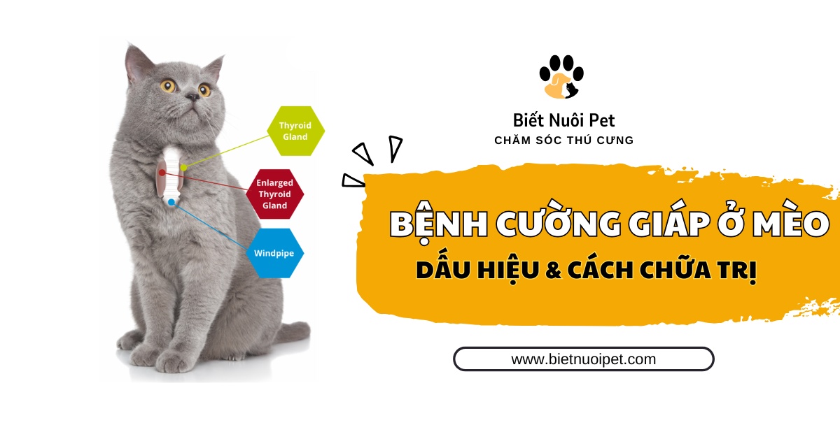 Bệnh cường giáp ở mèo: Nguyên nhân, triệu chứng và cách điều trị 