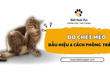 Bọ chét mèo là gì? Dấu hiệu và các cách phòng tránh hiệu quả nhất