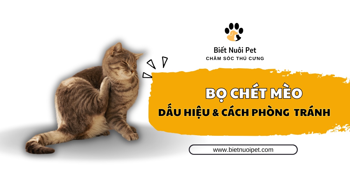 Bọ chét mèo là gì? Dấu hiệu và các cách phòng tránh hiệu quả nhất