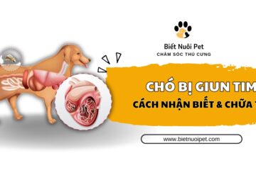 Bệnh giun tim ở chó: Nguyên nhân, triệu chứng và cách điều trị 