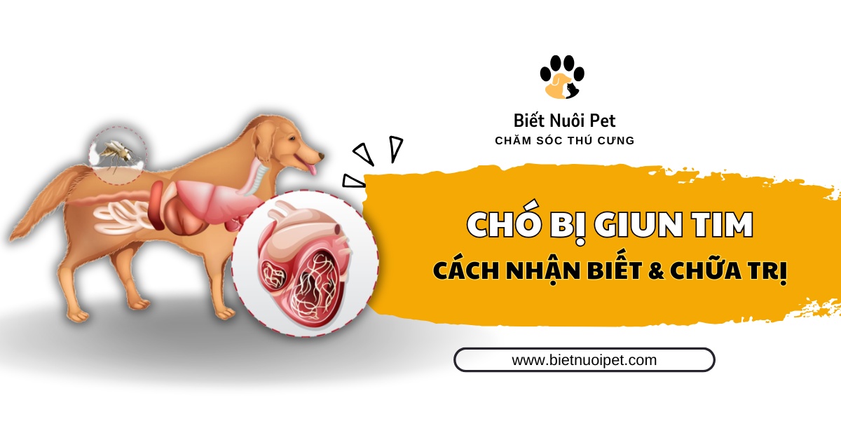 Bệnh giun tim ở chó: Nguyên nhân, triệu chứng và cách điều trị 
