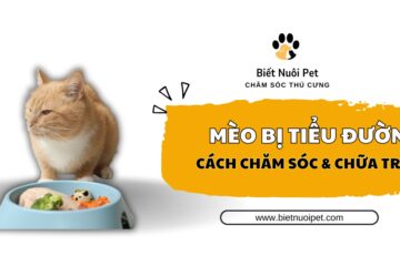 Mèo bị tiểu đường: Nhận biết, chẩn đoán và cách chữa trị