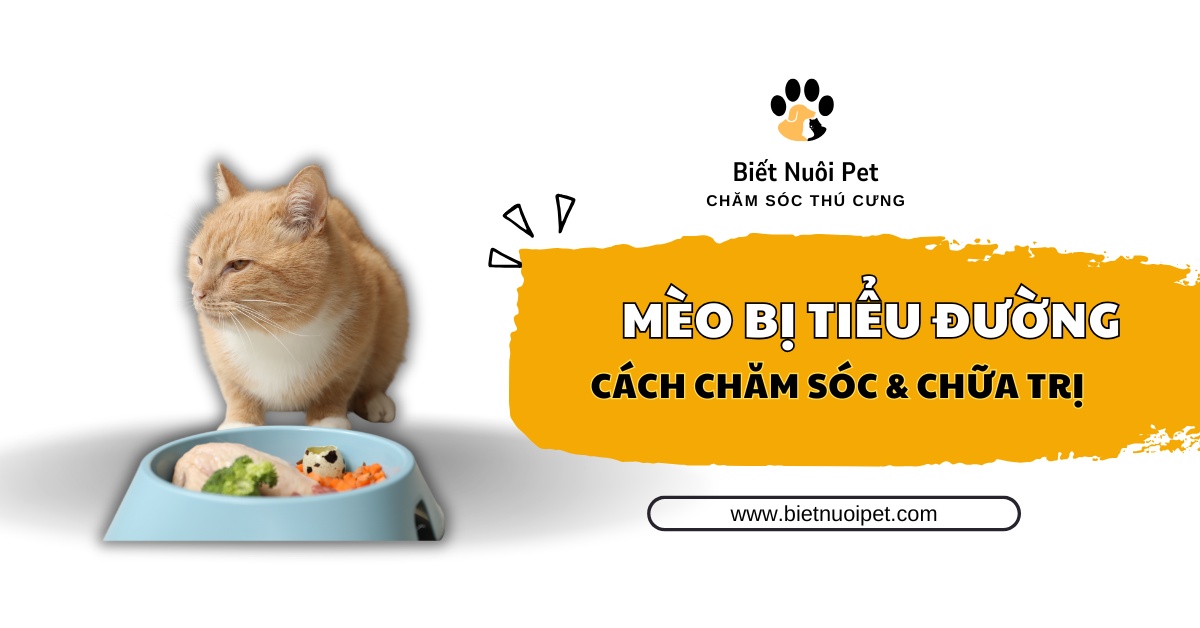 Mèo bị tiểu đường: Nhận biết, chẩn đoán và cách chữa trị