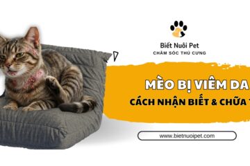 Mèo bị viêm da: Nhận biết nguyên nhân và cách chữa trị dứt điểm 