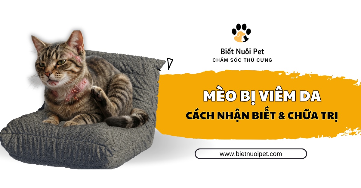 Mèo bị viêm da: Nhận biết nguyên nhân và cách chữa trị dứt điểm 