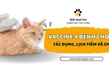 Tìm hiểu về vaccine 4 bệnh cho mèo: Tác dụng, lịch tiêm và chi phí