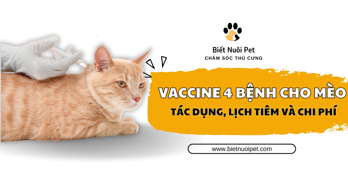 Tìm hiểu về vaccine 4 bệnh cho mèo: Tác dụng, lịch tiêm và chi phí