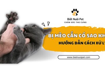 Bị mèo cắn có sao không
