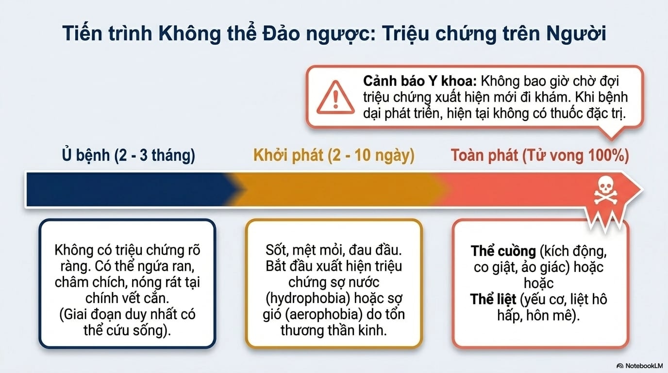 Nhận biết sớm các triệu chứng ở người khi bị mèo dại cắn