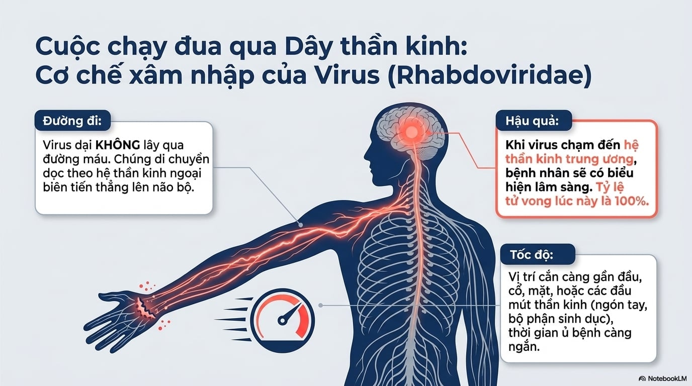 Người bị mèo cắn có thể phải đối mặt trực tiếp với nhiều rủi ro