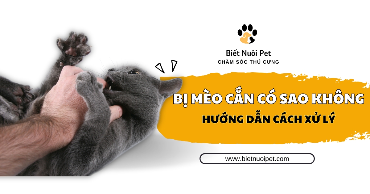 Bị mèo cắn có sao không