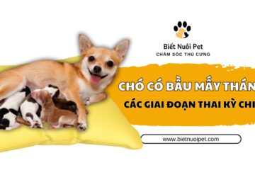 Thời gian mang thai thực tế và giải đáp chó chửa bao nhiêu ngày thì đẻ