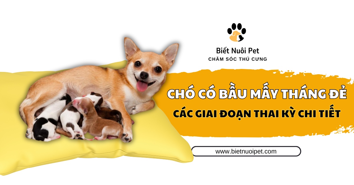 Thời gian mang thai thực tế và giải đáp chó chửa bao nhiêu ngày thì đẻ