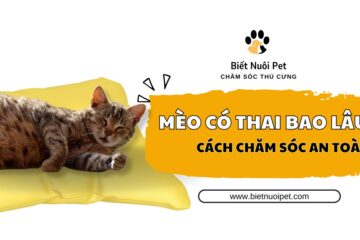 Mèo mang thai bao lâu thì đẻ? Bí quyết chăm sóc an toàn