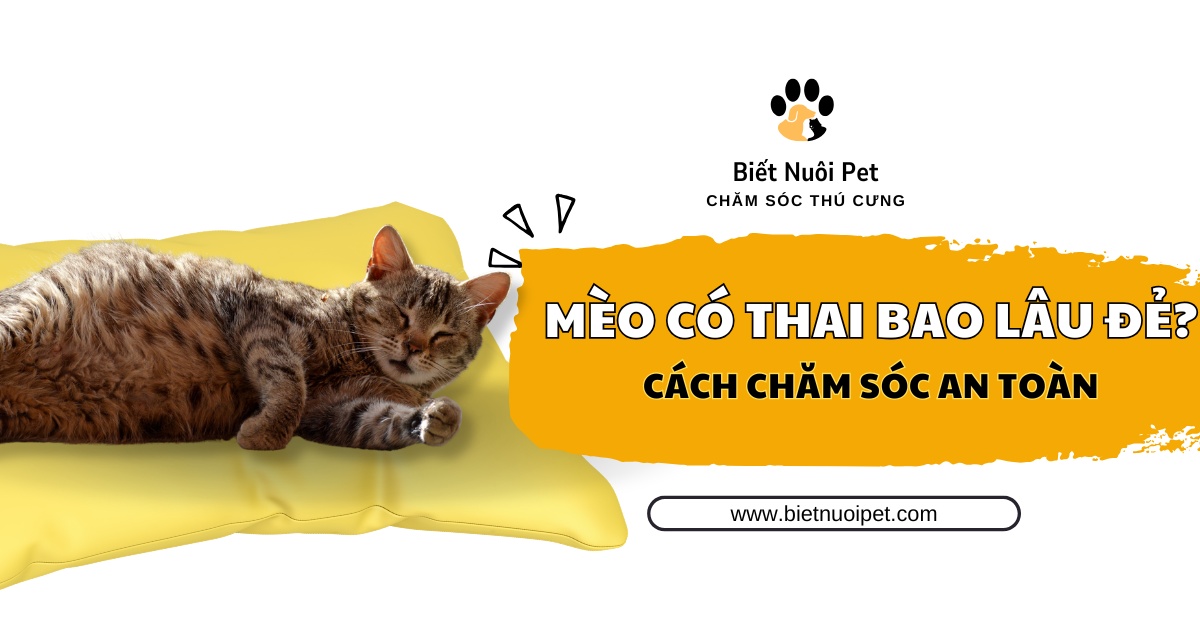 Mèo mang thai bao lâu thì đẻ? Bí quyết chăm sóc an toàn