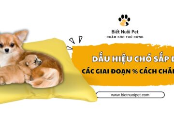 Dấu hiệu chó sắp đẻ: Các giai đoạn chuyển dạ và cách chăm sóc an toàn