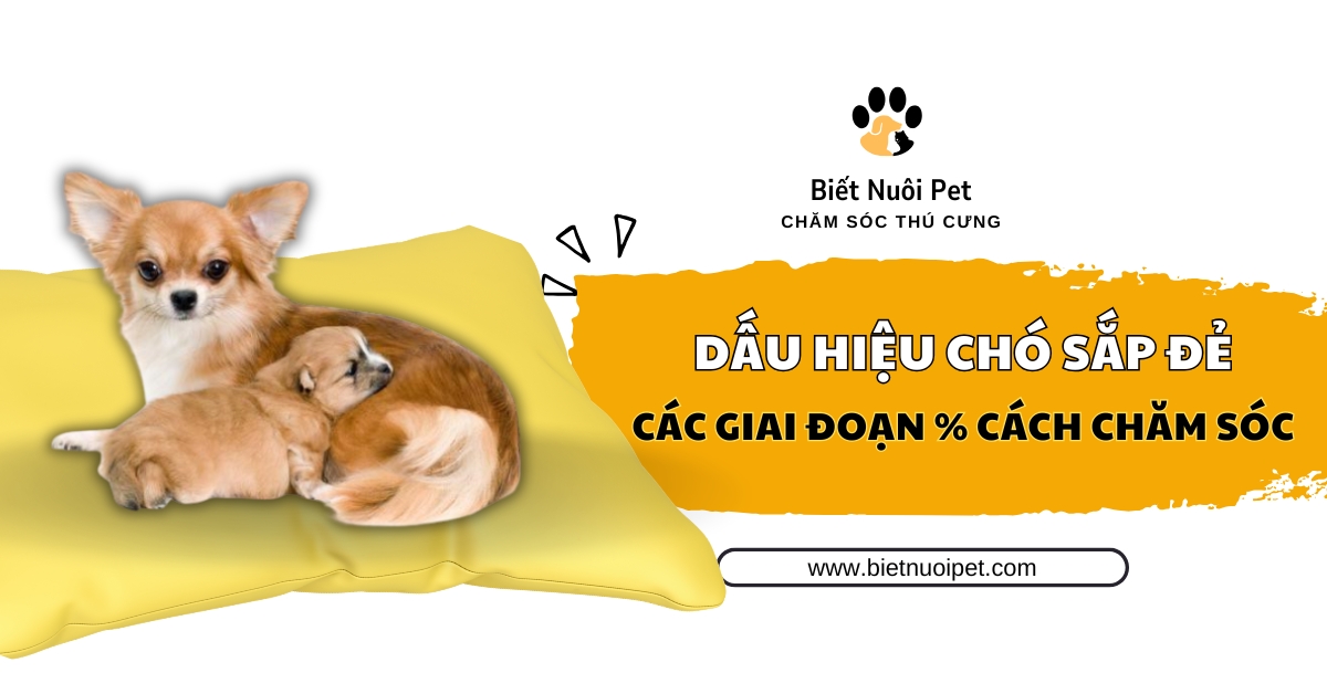 Dấu hiệu chó sắp đẻ: Các giai đoạn chuyển dạ và cách chăm sóc an toàn